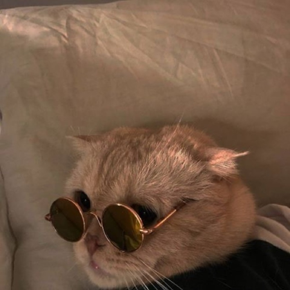 Meet your Posher, Sydney